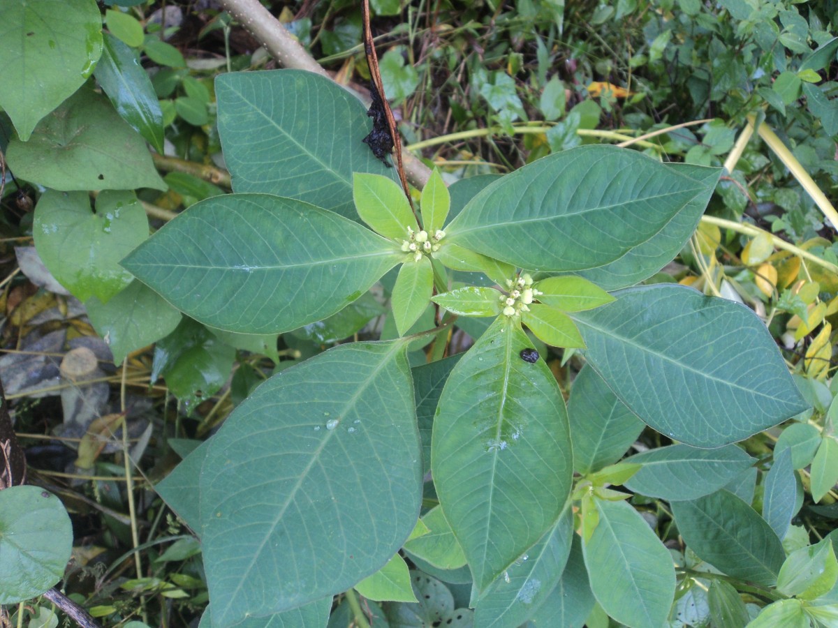Euphorbia heterophylla L.